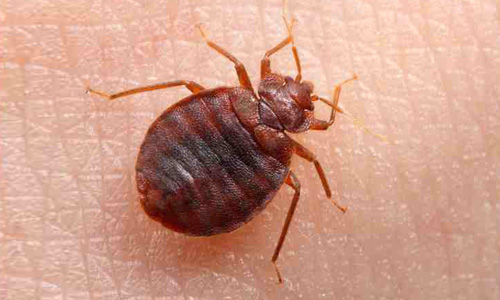 Pest Control Services in Trivandrum