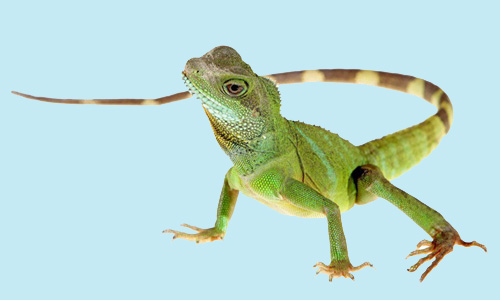 Pest Control Services in Trivandrum