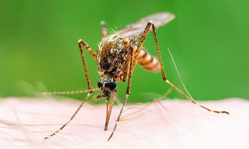 Pest Control Services in Trivandrum