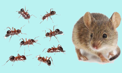 Pest Control Services in Trivandrum