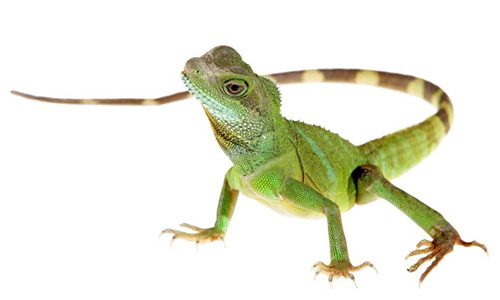 Pest Control Services in Trivandrum