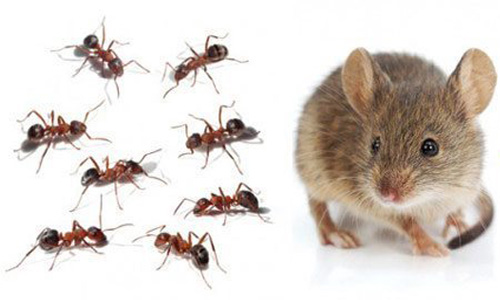 Pest Control Services in Trivandrum