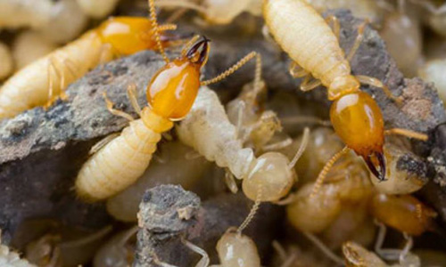 Pest Control Services in Trivandrum